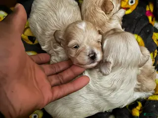 Maltipoo dogs Maltipoo Puppy 1 - Ad 11