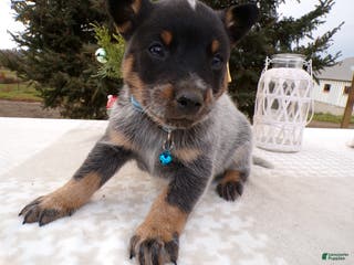 Australian Cattle Dog dogs Australian Cattle Dog Puppy 6 Uranus - Ad 19