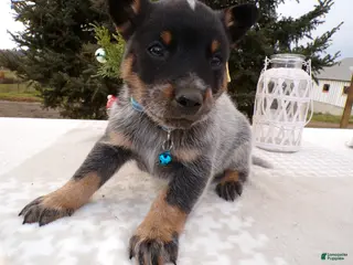 Australian Cattle Dog dogs Australian Cattle Dog Puppy 6 Uranus - Ad 14