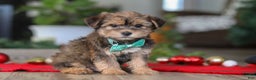 Morkie dogs for sale: Buddy - Ad 4