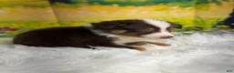 Australian Shepherd dogs for sale: Australian Shepherd Bogo - Ad 9