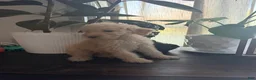 Labradoodle dogs for sale: Janet  - Ad 3