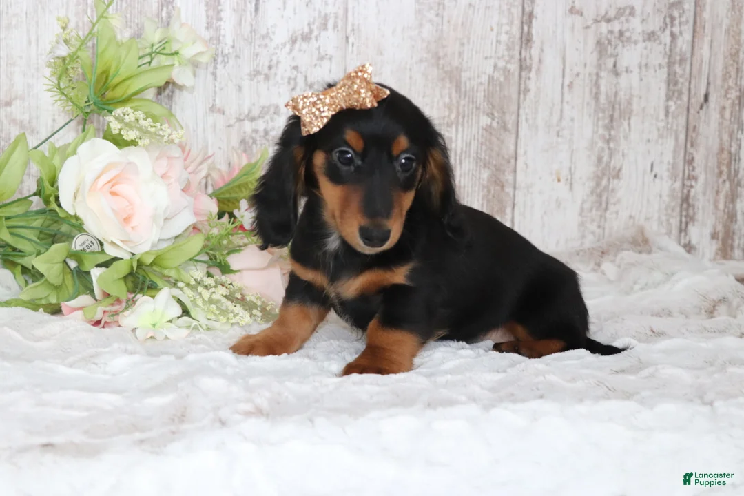 Dachshund dogs for sale: Pansy - Ad 1