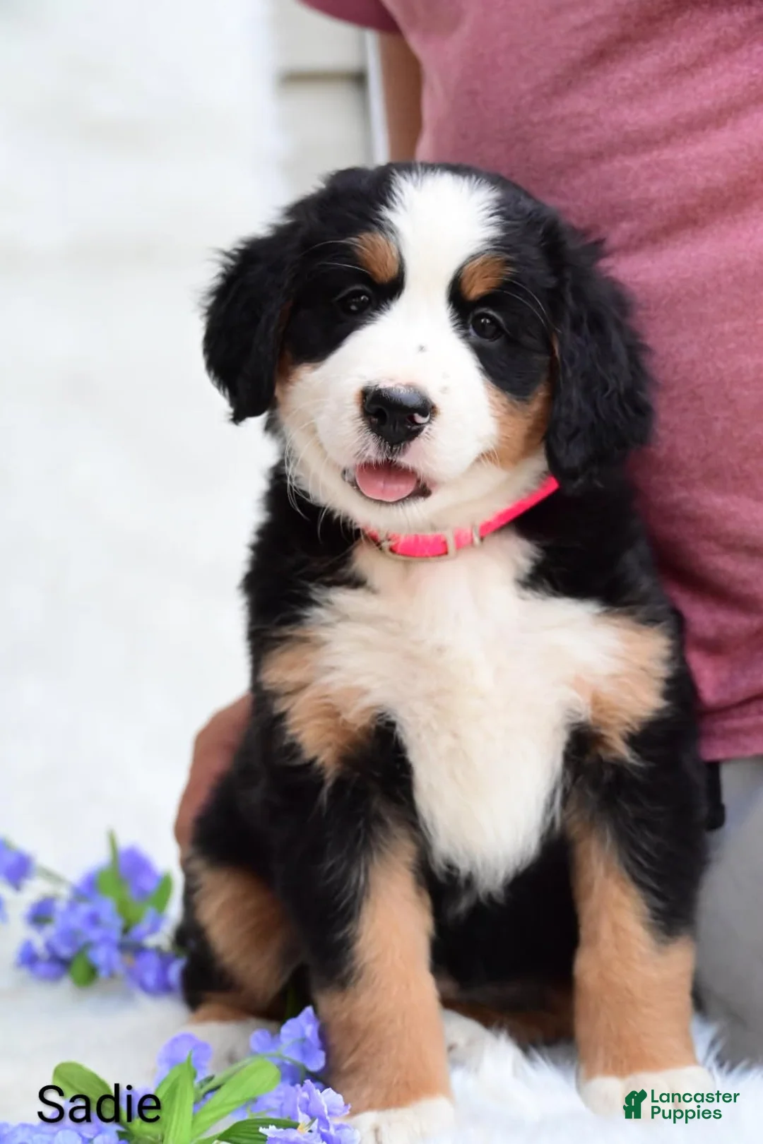 Bernese Mountain Dog dogs for sale: Sadie  - Ad 2