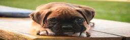 Boxer dogs for sale: Boxer 1 - Ad 3