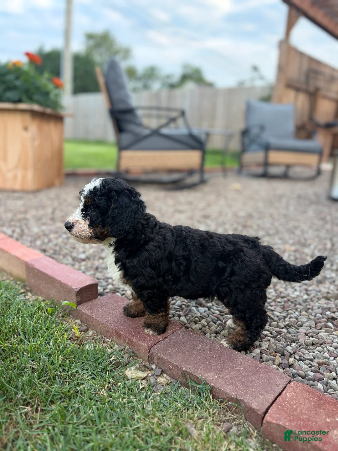 Mini Bernedoodle dogs for sale: Blaze - Ad 1
