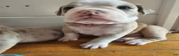 Olde English Bulldogge dogs for sale: Olde English Bulldogge 9 - Ad 2