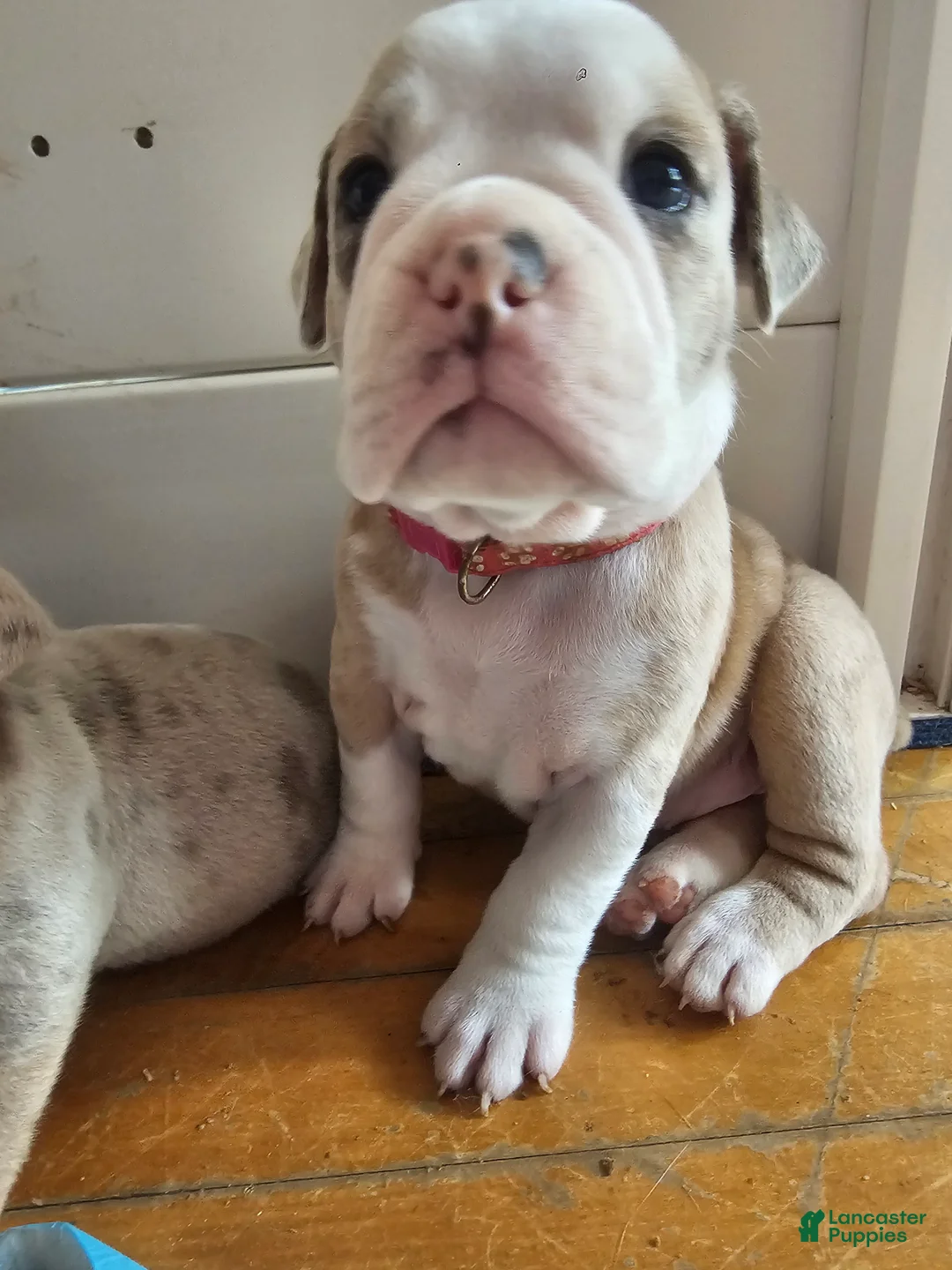 Olde English Bulldogge dogs for sale: Olde English Bulldogge 9 - Ad 2