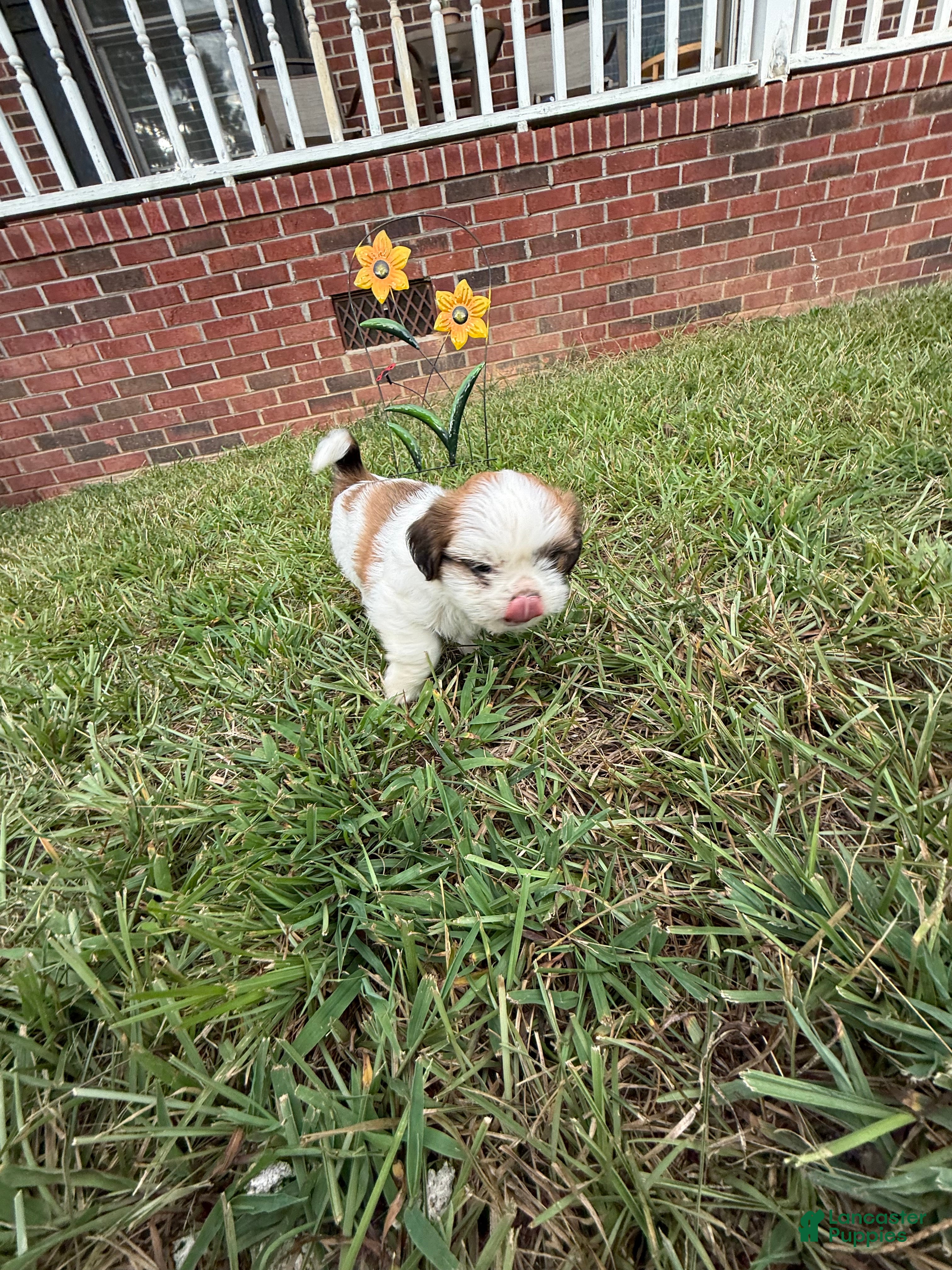 Shih Tzu dogs Shih Tzu 2 - Ad 2