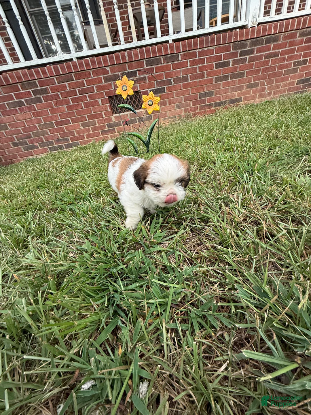 Shih Tzu dogs for sale: Shih Tzu 2 - Ad 2