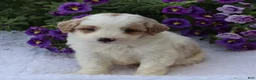 Mini Goldendoodle dogs for sale: Chester - Ad 3