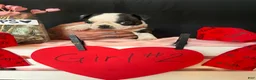 Boston Terrier dogs for sale: Boston Terrier Puppy 4 - Ad 14