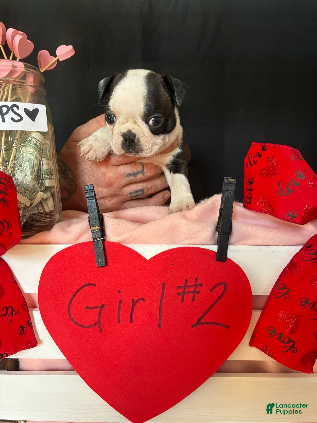 Boston Terrier dogs for sale: Boston Terrier Puppy 4 - Ad 14