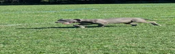 American Bully dogs for sale: Venus - Ad 21