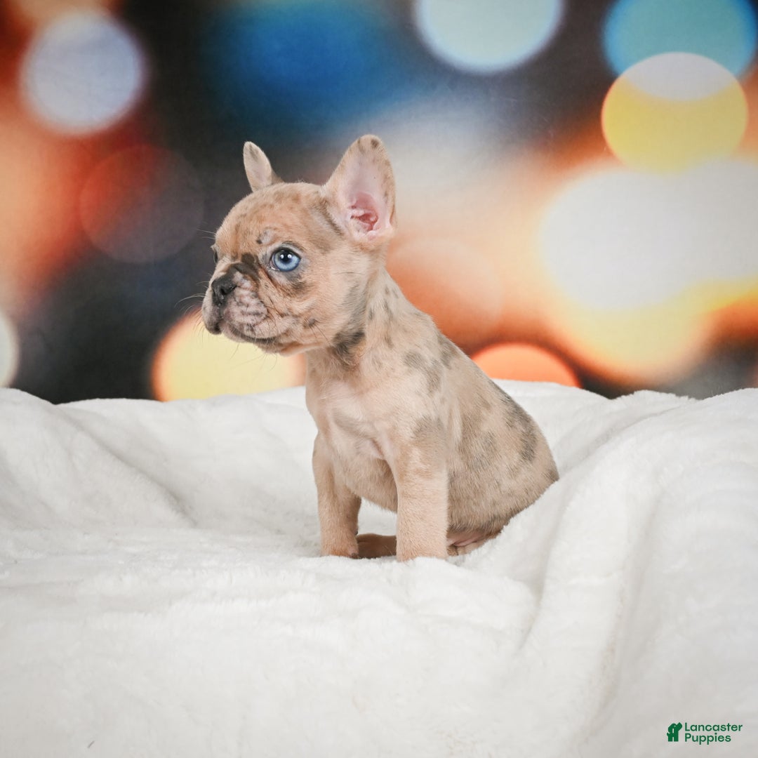 French Bulldog dogs for sale: Zeus - Ad 9