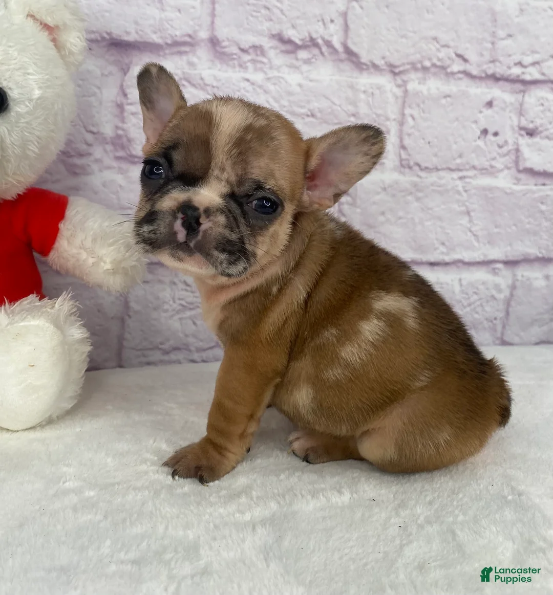 French Bulldog dogs for sale: Brice - Ad 1