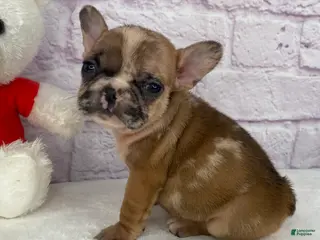 French Bulldog dogs Brice - Ad 9