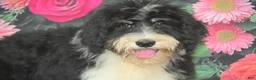 Bernedoodle dogs for sale: Bernedoodle 2 - Ad 4