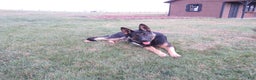 German Shepherd dogs for sale: Jax - Ad 13