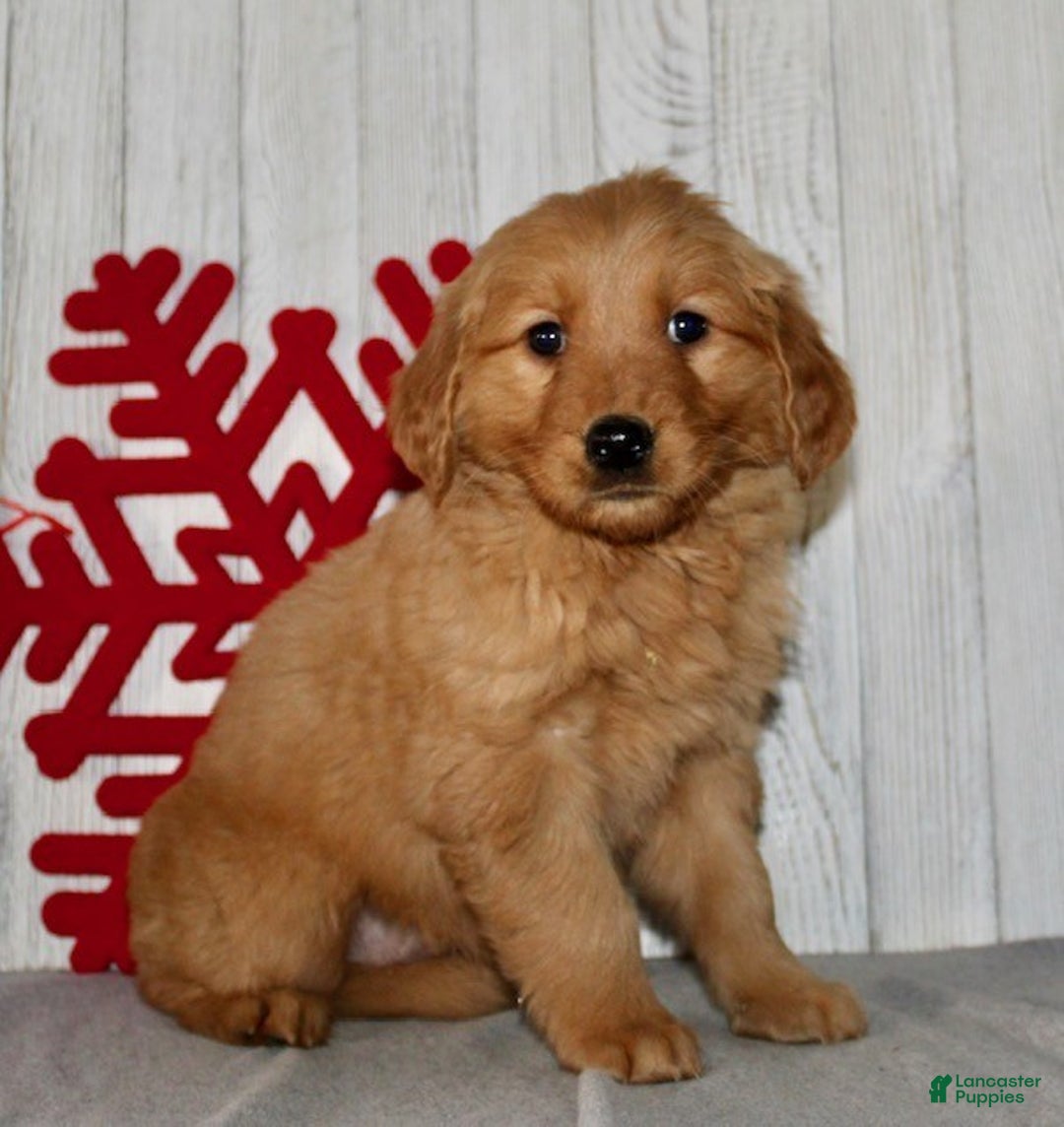Golden Retriever dogs for sale: Poppy - Ad 4