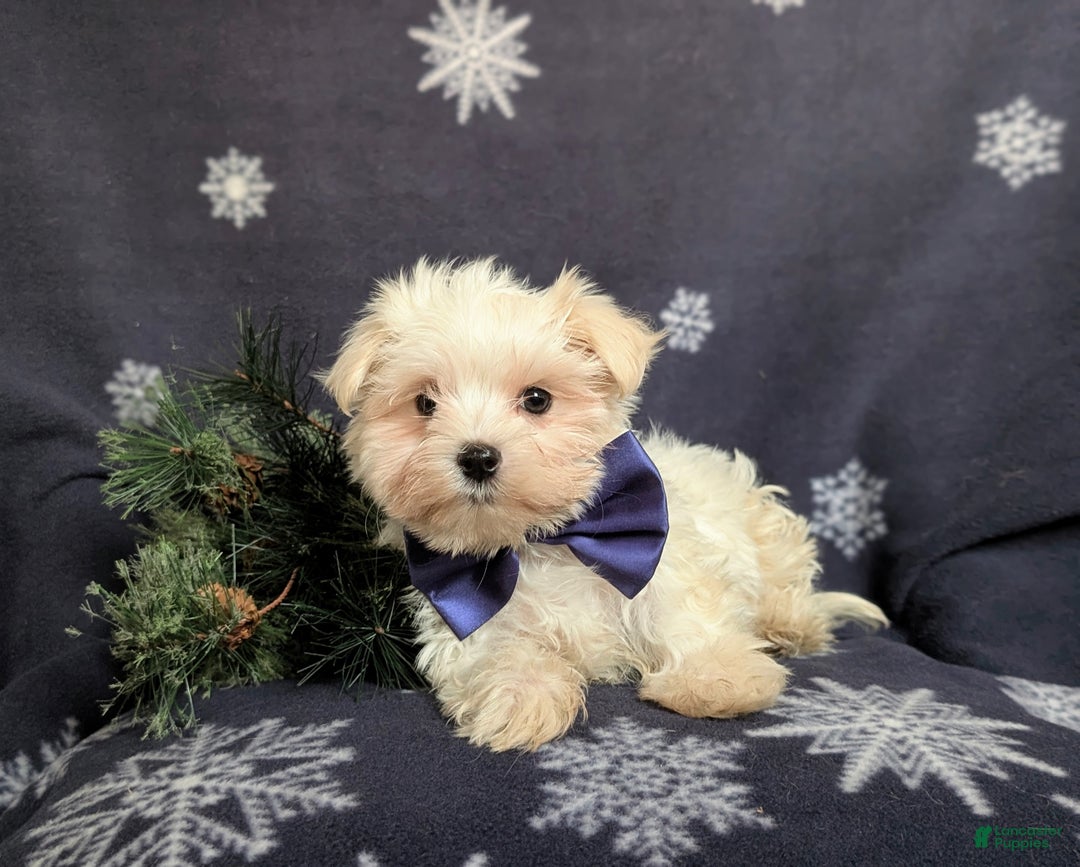 Maltese dogs for sale: Augustus 7 lbs Full Grown - Ad 10