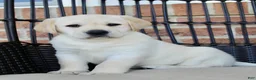 Labrador Retriever dogs for sale: Duke - Ad 2