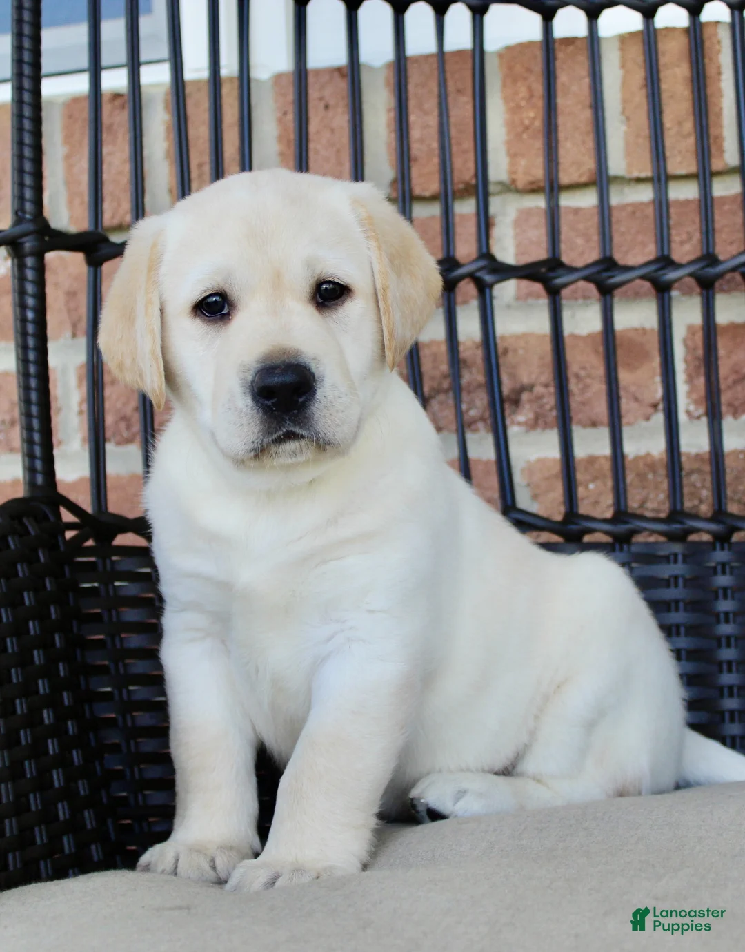 Labrador Retriever dogs for sale: Duke - Ad 2