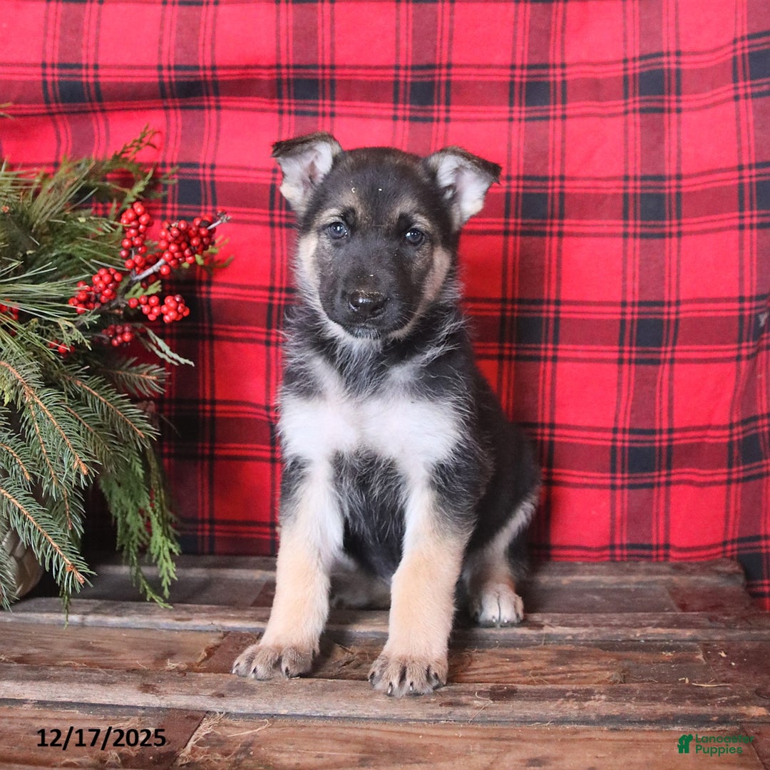 German Shepherd dogs for sale: Merry - Ad 1