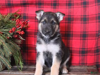 German Shepherd dogs Merry - Ad 33