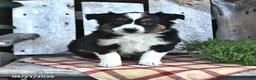 Australian Shepherd dogs for sale: Beulah - Ad 4