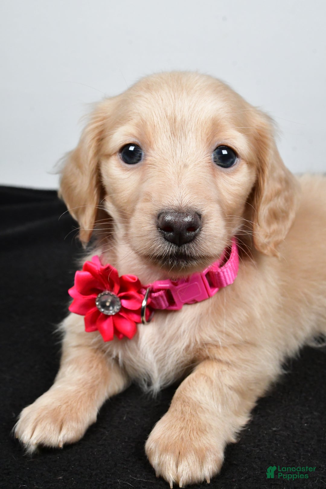 Miniature Dachshund dogs for sale: Allie - Ad 4