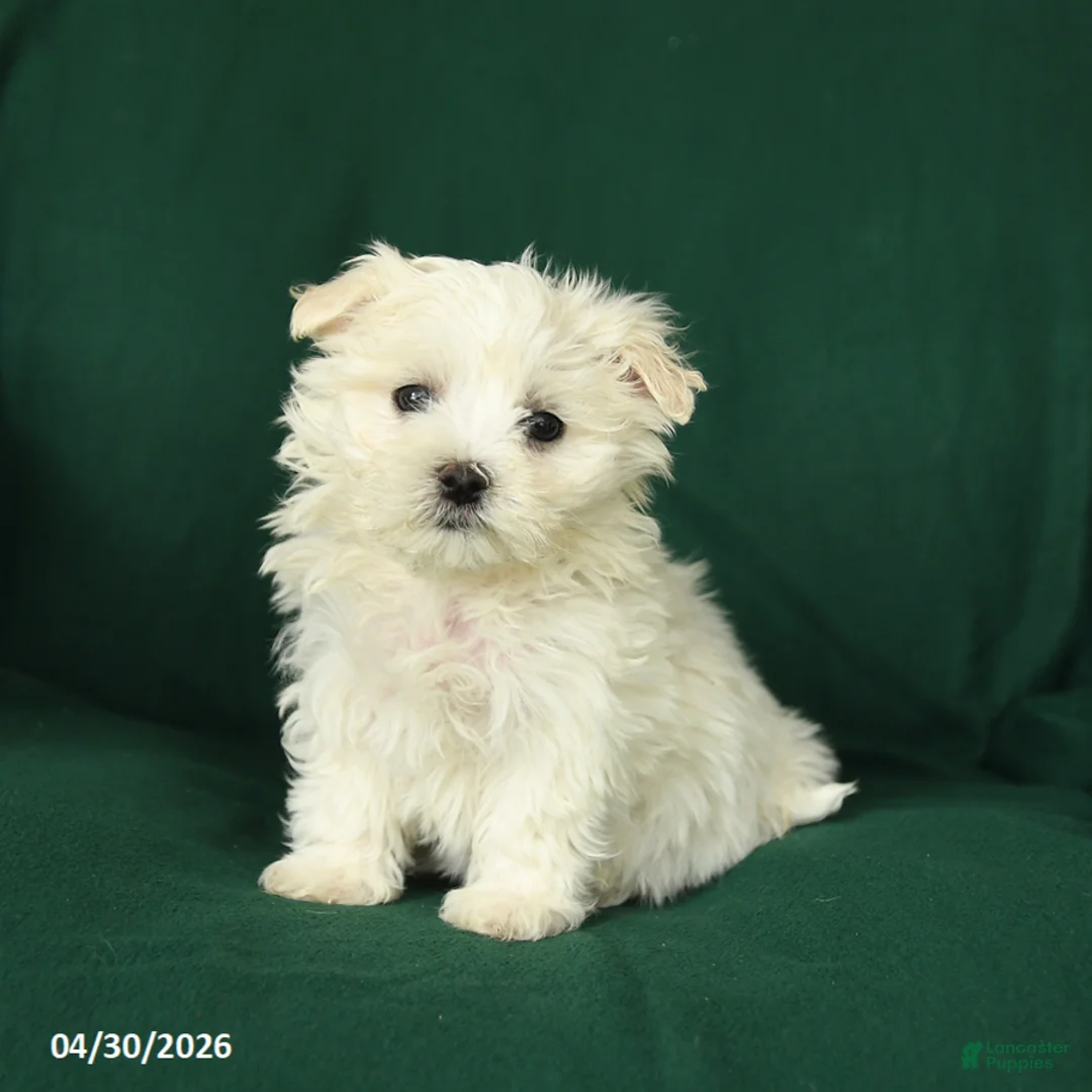 Maltese dogs for sale: James   - Ad 1
