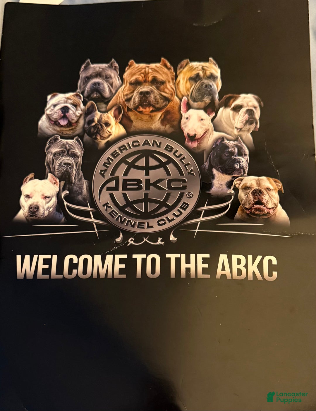 American Bully dogs for sale: American Bully  - Ad 4