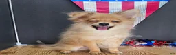 Pomeranian dogs for sale: Pepper's Long Shot - "Archer" - Ad 30