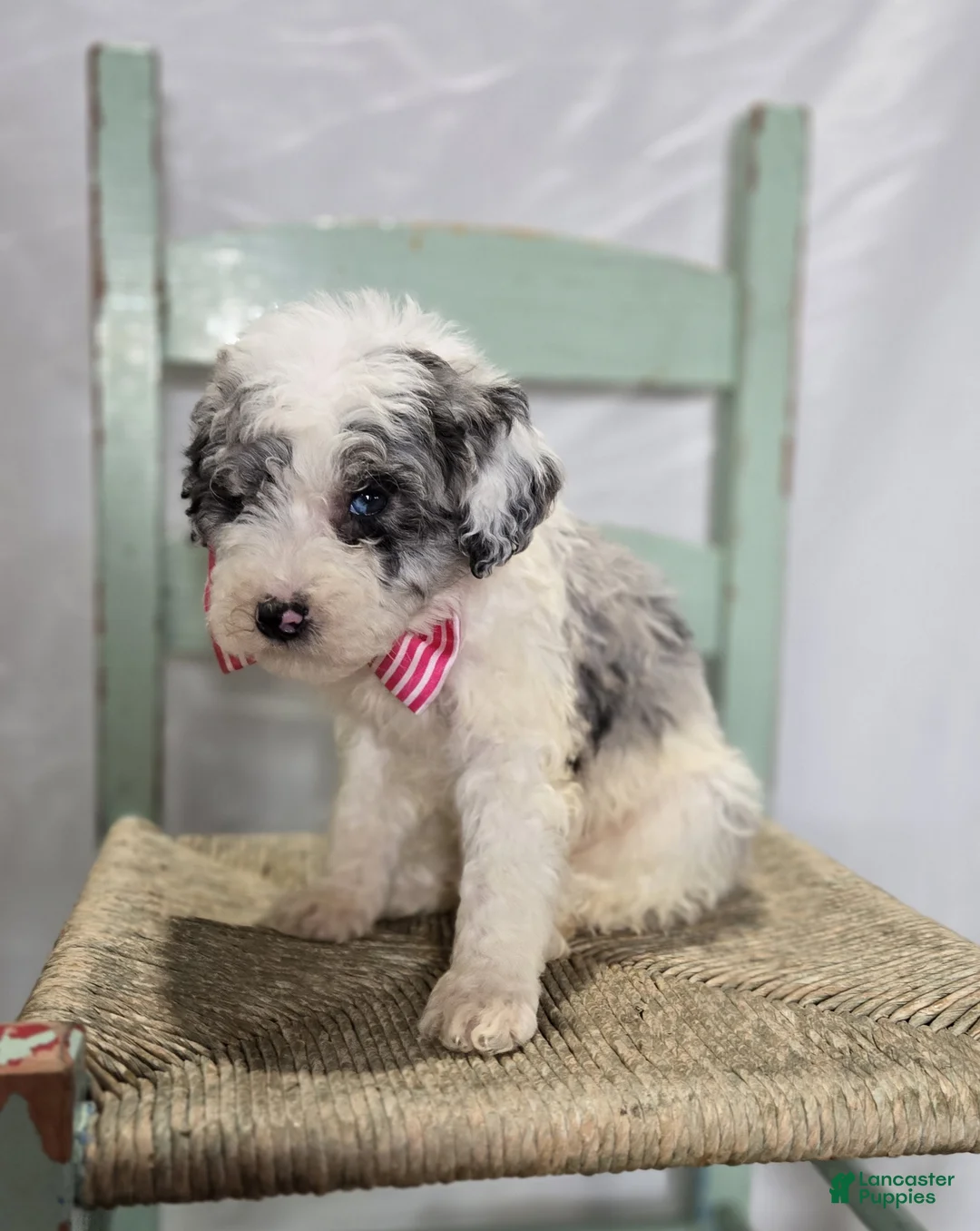 Mini Sheepadoodle dogs for sale: Molly - Ad 5