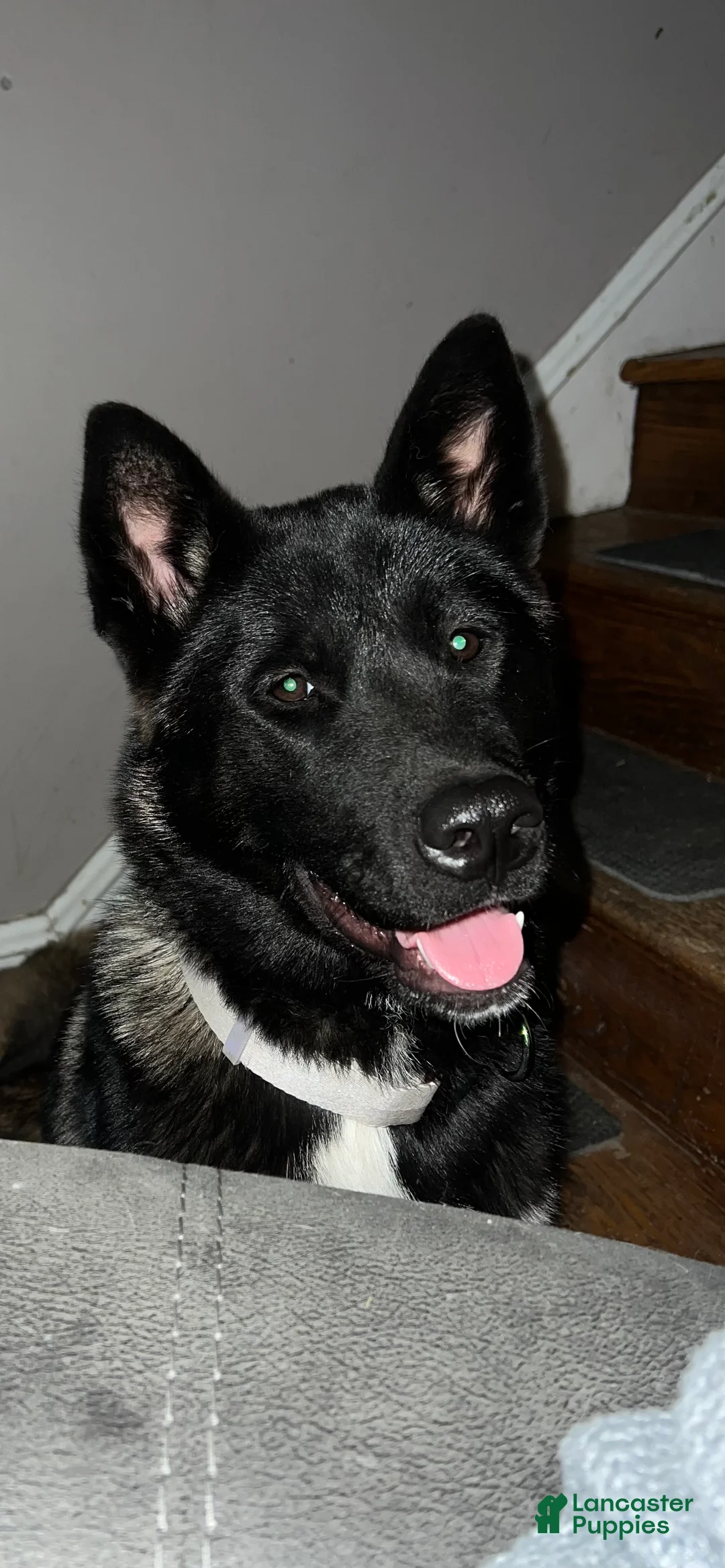 Akita dogs for sale: Cupid - Ad 13