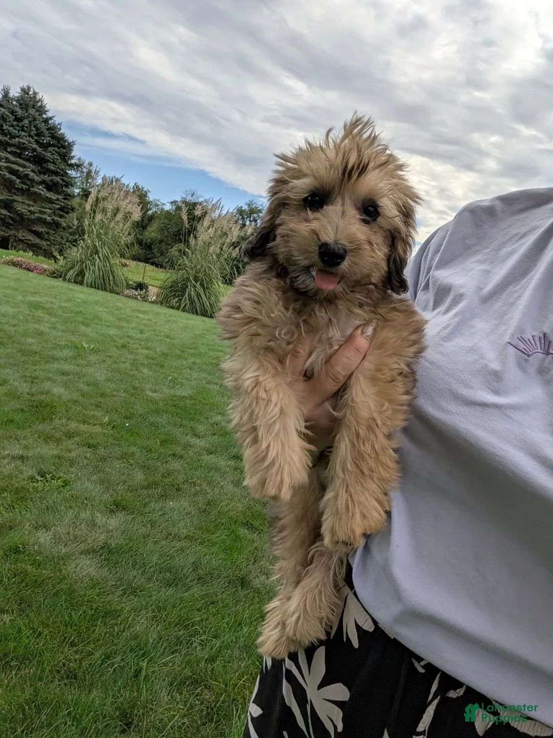 Havapoo dogs for sale: Faity - Ad 4