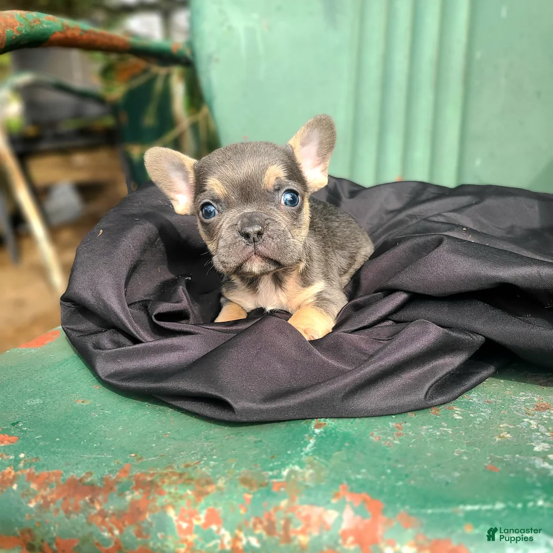 French Bulldog dogs for sale: Monty - Ad 3