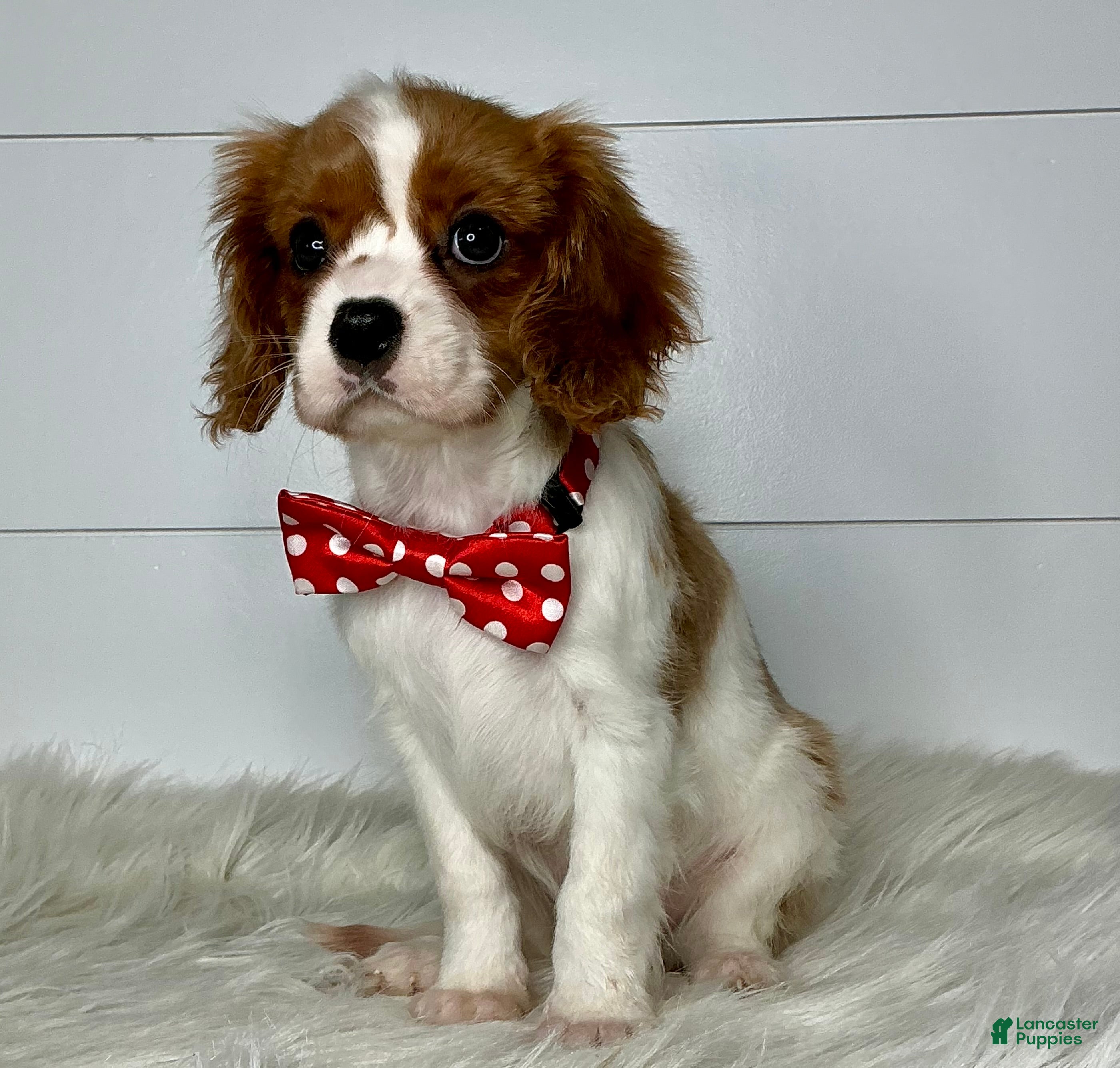 Cavalier King Charles Spaniel dogs Bella - Ad 20