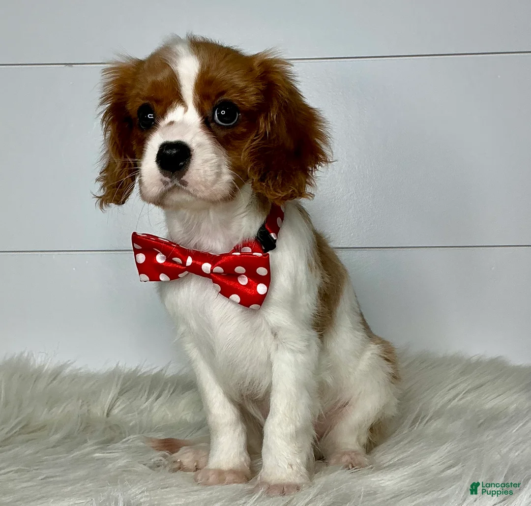Cavalier King Charles Spaniel dogs for sale: Bella - Ad 1