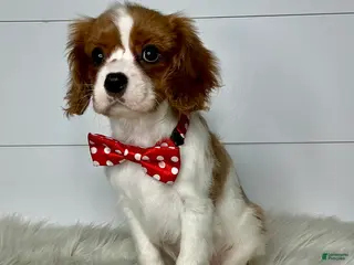 Cavalier King Charles Spaniel dogs Bella - Ad 20