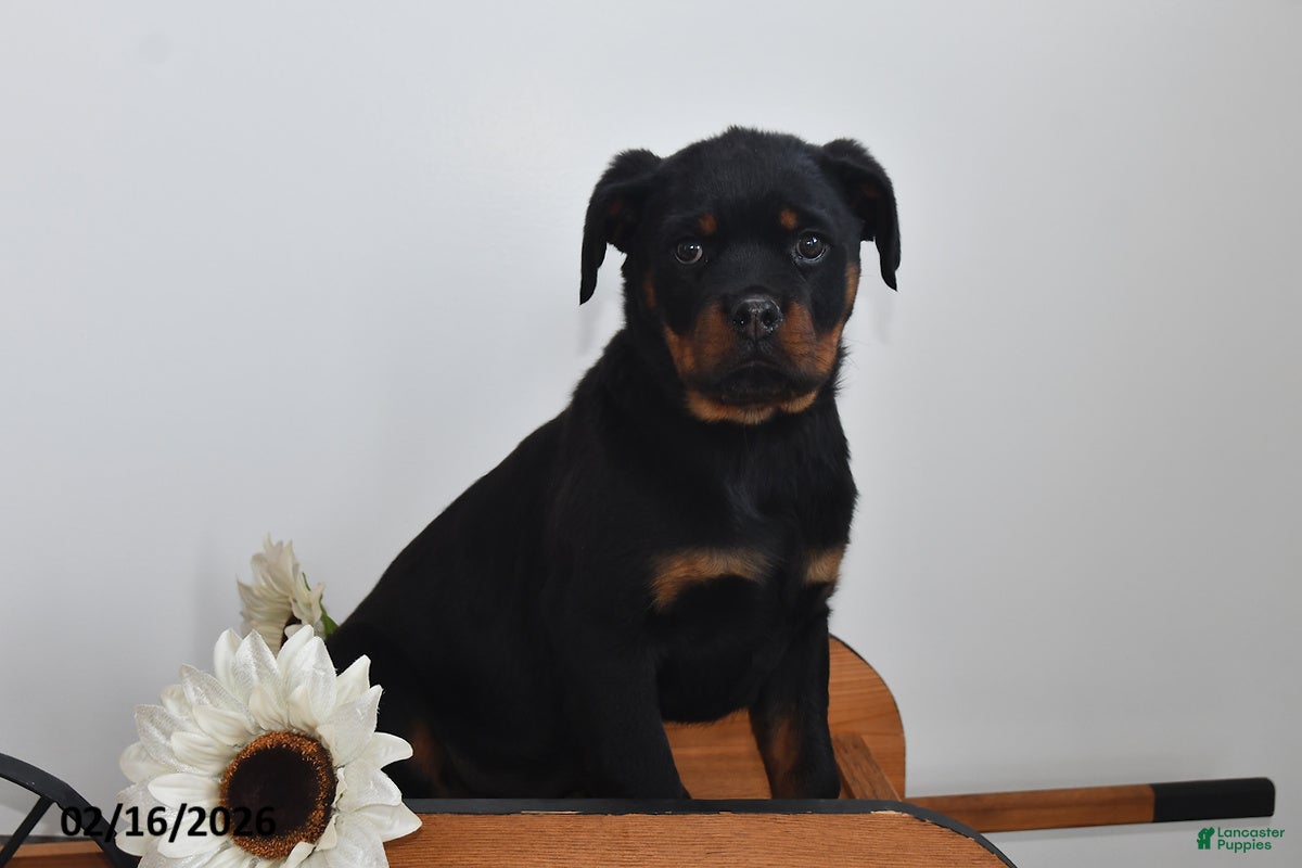 Rottweiler dogs Rosie - Ad 1