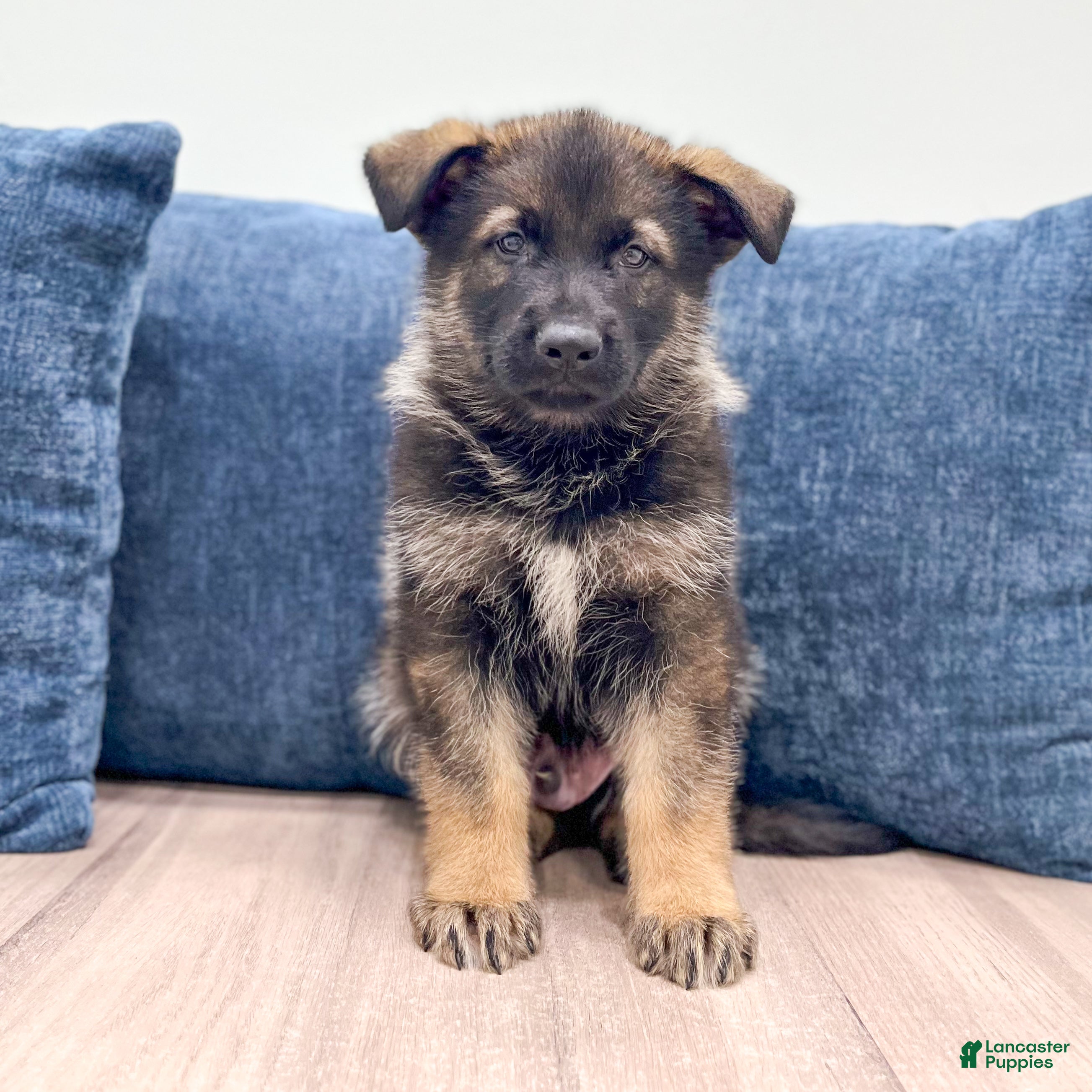 German Shepherd dogs Delmar - Ad 1