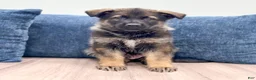 German Shepherd dogs for sale: Delmar - Ad 1