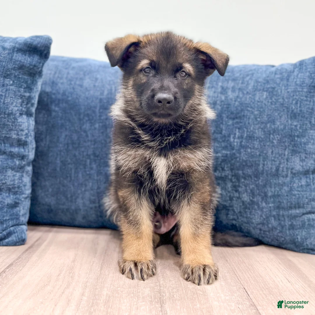 German Shepherd dogs for sale: Delmar - Ad 1