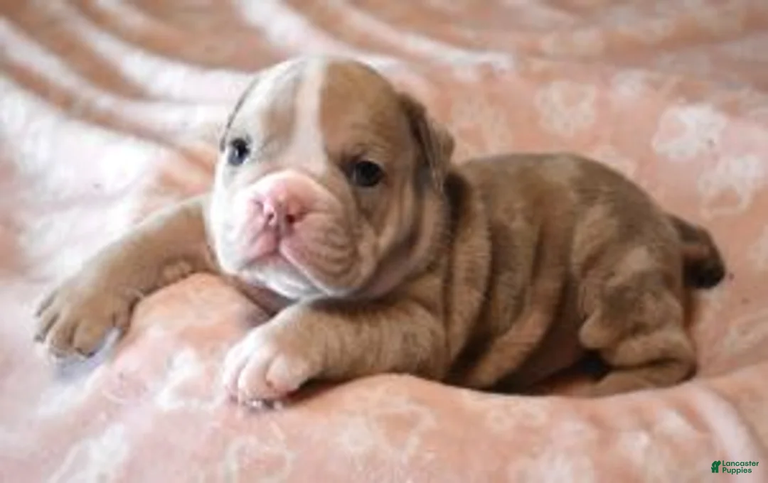 English Bulldog dogs for sale: AMBER LILAC MERLE - Ad 1