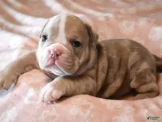 English Bulldog dogs AMBER LILAC MERLE - Ad 3