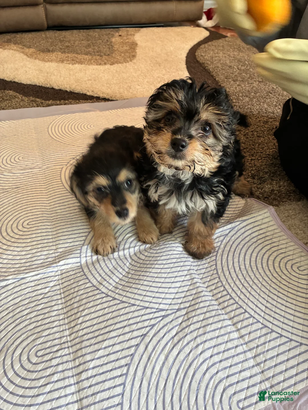 Mixed Breed dogs for sale: Mixed Breed Puppy 6 - Ad 1