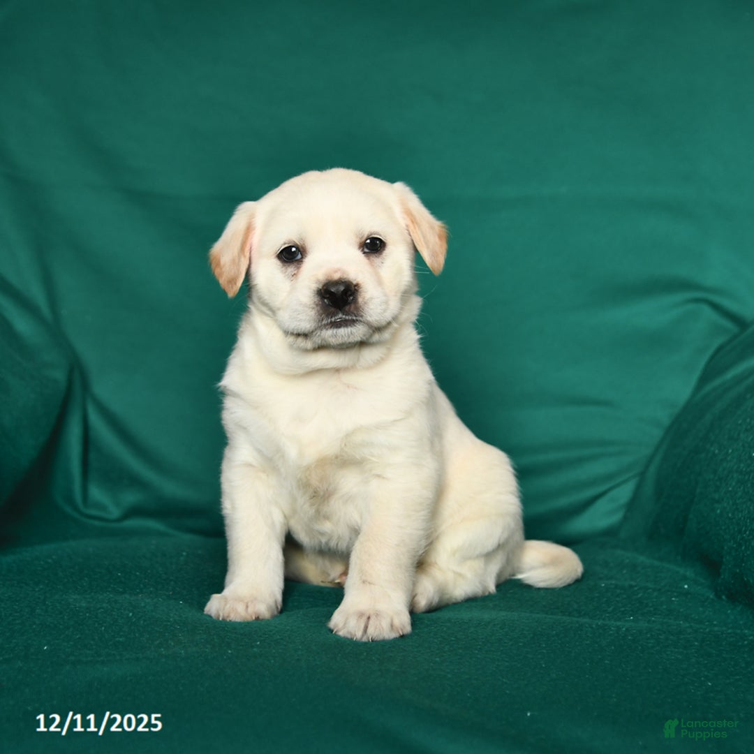Mixed Breed dogs for sale: Stoney - Ad 1