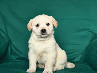 Mixed Breed dogs Stoney - Ad 36
